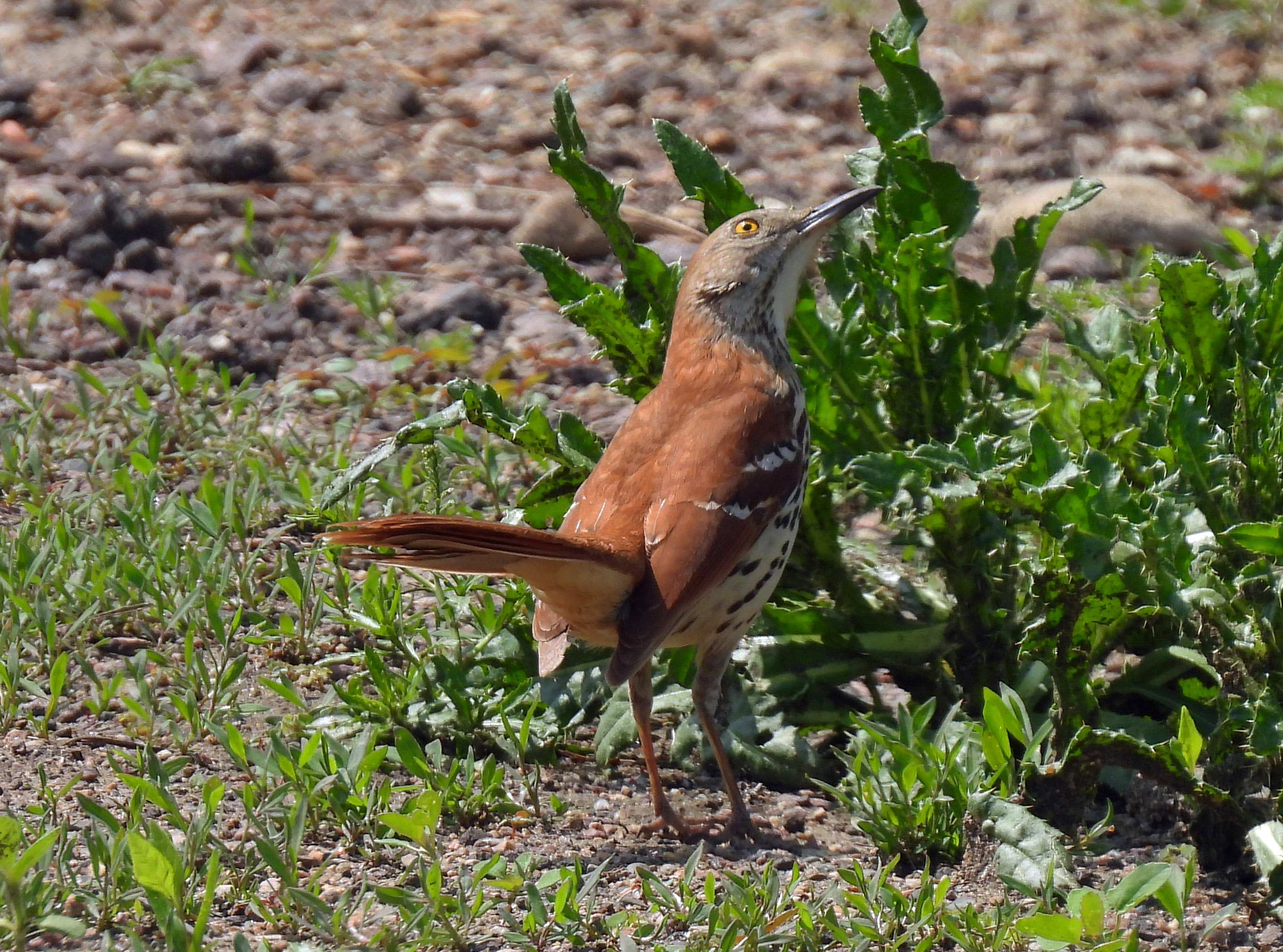 Brown Thrasher